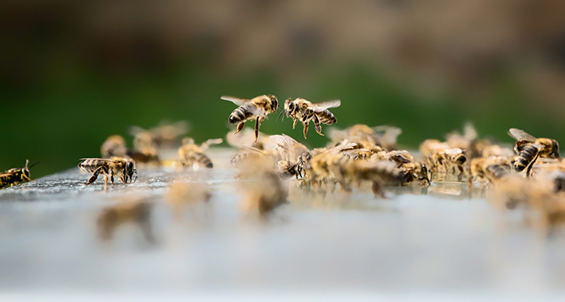 Spolek včelařů Hradčanské včely